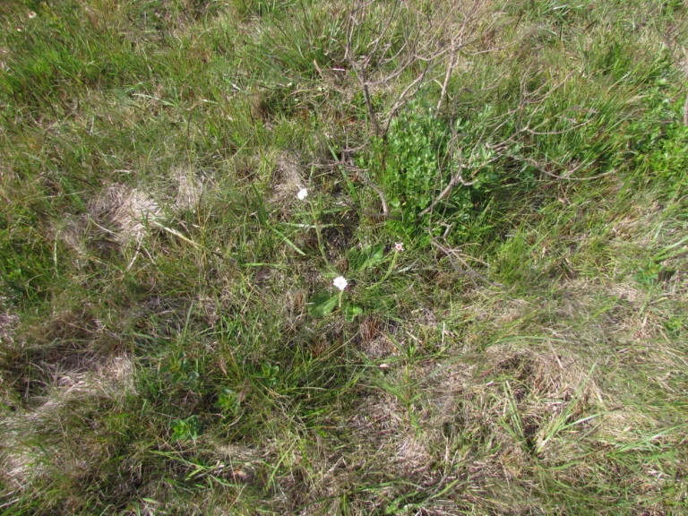 Holocheilus monocephalus (2)