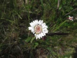 Holocheilus monocephalus (3)
