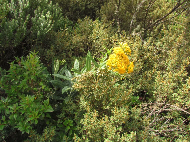 Graphistilis oreophila (11)