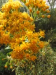 Graphistilis oreophila (9)