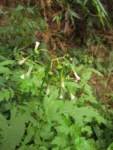 Erechtites valerianifolius (61)