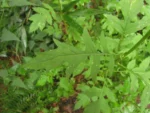 Erechtites valerianifolius (58)