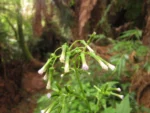 Erechtites valerianifolius (55)