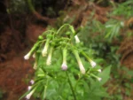 Erechtites valerianifolius (54)