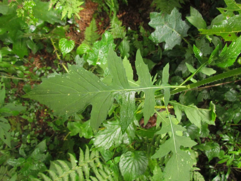 Erechtites valerianifolius (49)