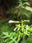 Erechtites valerianifolius (47)