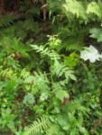 Erechtites valerianifolius (45)