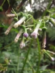 Erechtites valerianifolius (43)