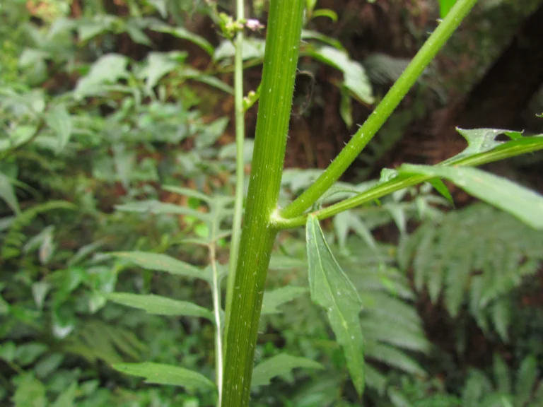 Erechtites valerianifolius (37)
