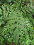 Erechtites valerianifolius (33)