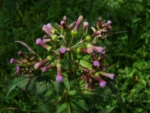 Erechtites valerianifolius (25)