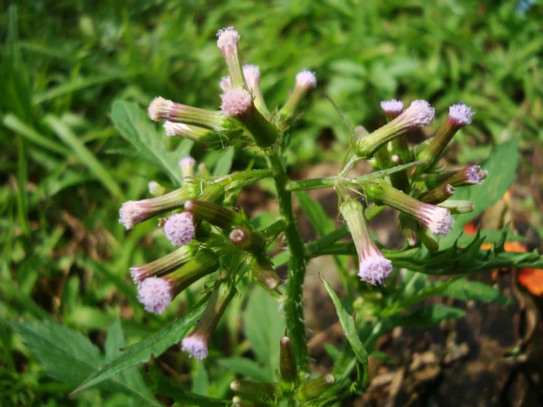 Erechtites valerianifolius (22)