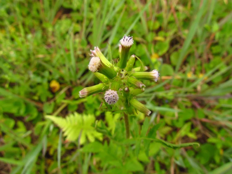 Erechtites valerianifolius (19)