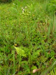 Erechtites valerianifolius (18)