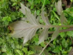 Erechtites valerianifolius (16)