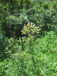Erechtites valerianifolius (4)