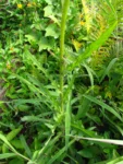 Erechtites valerianifolius (2)