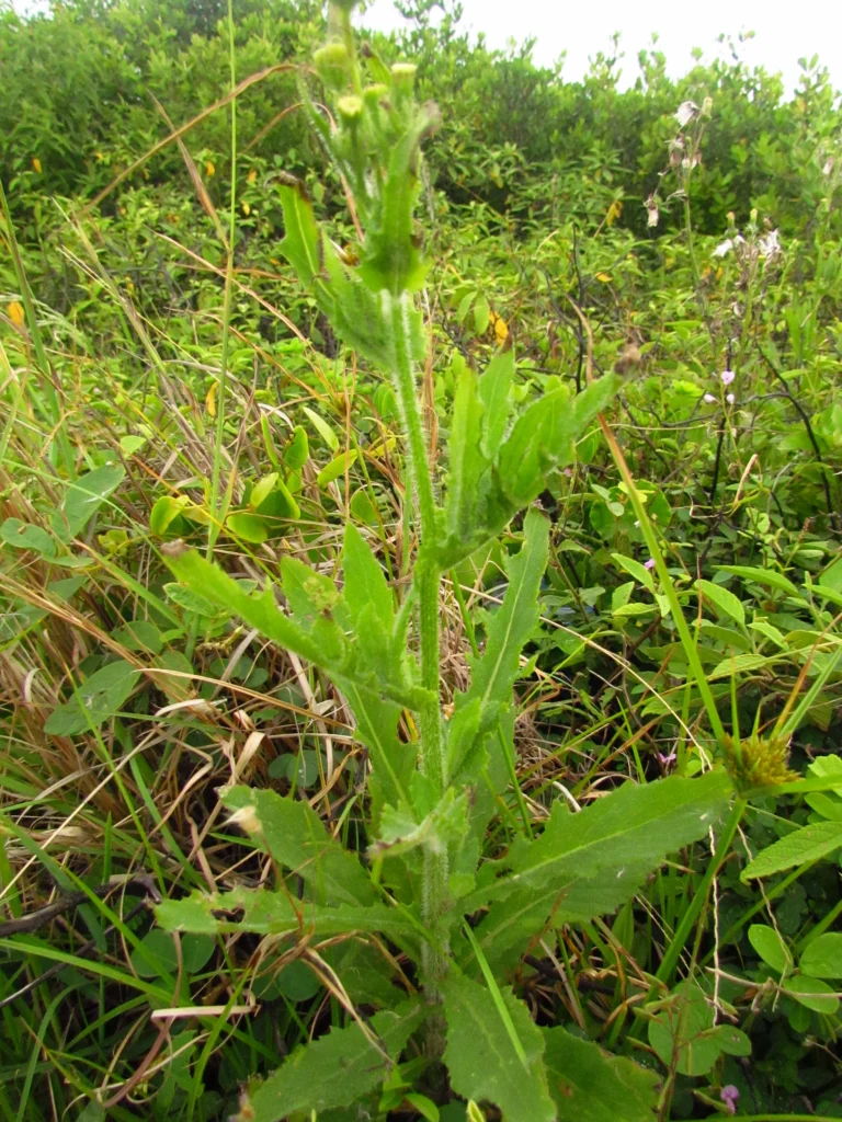 Erechtites hieracifolius (15)