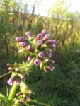 Erechtites albiflorus (19)