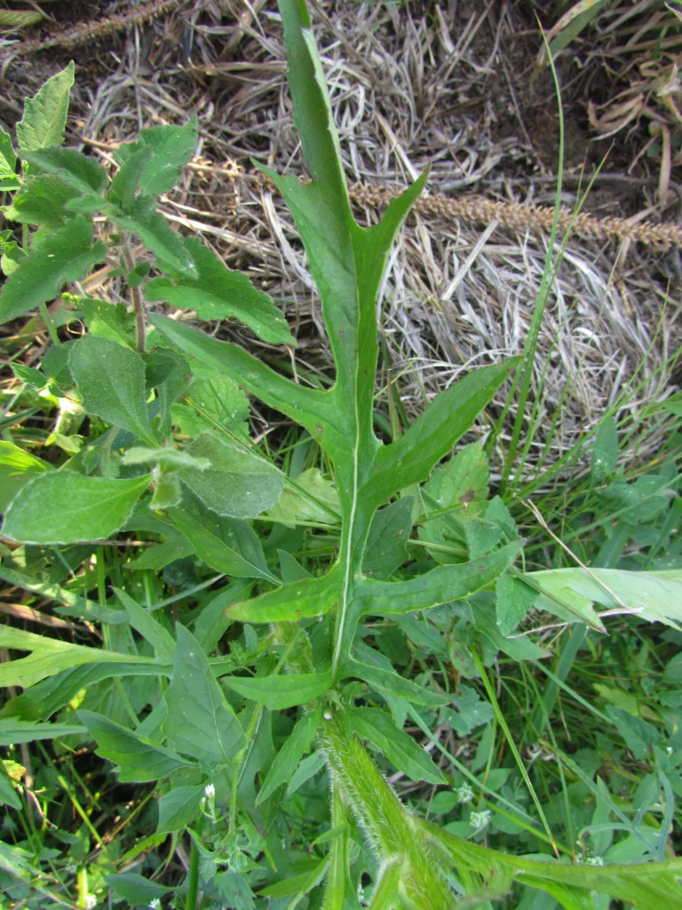 Erechtites albiflorus (17)