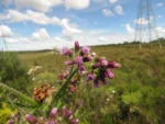 Erechtites albiflorus (6)