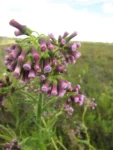 Erechtites albiflorus (4)