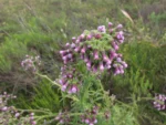Erechtites albiflorus (3)