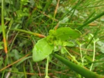 Enydra sessilis (15)