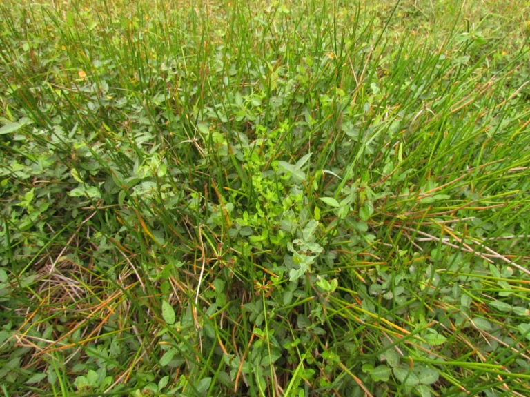 Enydra sessilis (10)
