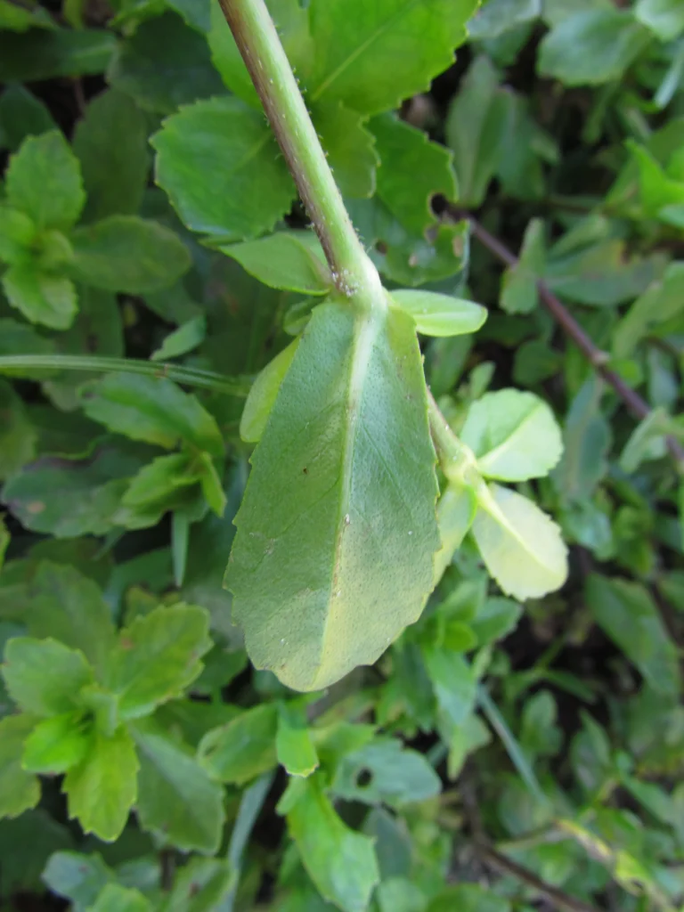 Enydra sessilis (3)