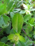 Enydra sessilis (2)