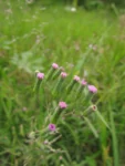 Emilia sonchifolia (7)