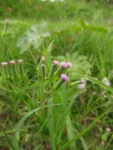 Emilia sonchifolia (4)