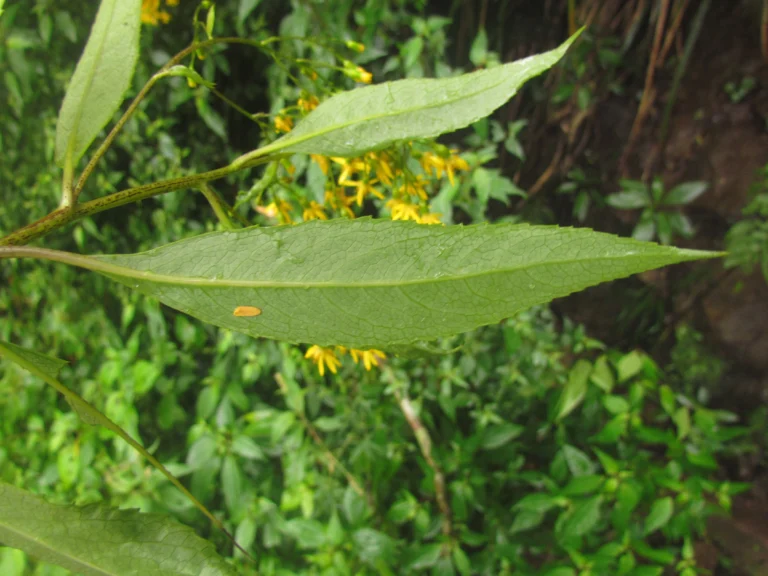 Dendrophorbium subnemoralis (17)