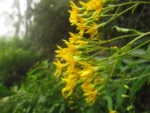 Dendrophorbium subnemoralis (14)