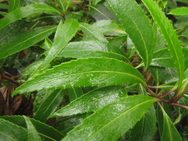 Dendrophorbium subnemoralis (10)