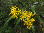 Dendrophorbium subnemoralis (9)