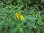 Dendrophorbium pluricephalum (2)