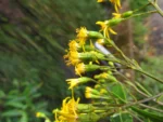 Dendrophorbium oreophilus (14)