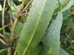 Dendrophorbium oreophilus (10)