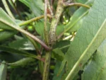 Dendrophorbium oreophilus (9)