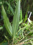 Dendrophorbium oreophilus (8)