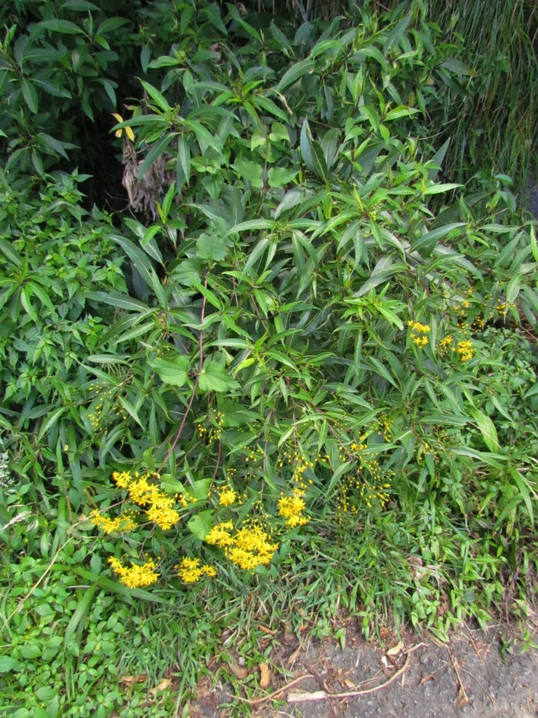 Dendrophorbium oreophilus (2)
