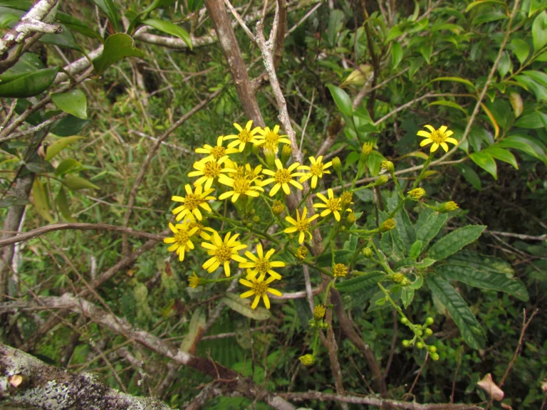 Dendrophorbium limosum (9)