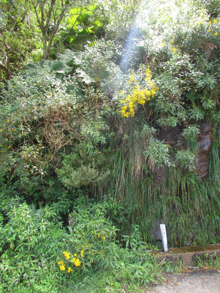 Dendrophorbium oreophilus (1)
