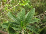 Dendrophorbium limosum (4)