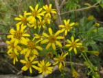 Dendrophorbium limosum (1)