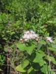 Cyrtocymura scorpioides (30)