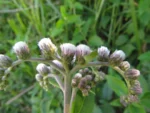 Cyrtocymura scorpioides (20)