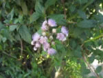 Cyrtocymura scorpioides (7)